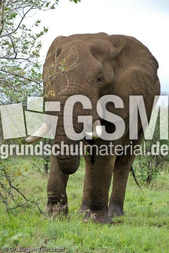 Afrikanischer Elefant (131 von 131).jpg